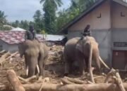 Sinergi Polri dan BKSDA : Gajah Dikerahkan Bersihkan Material Banjir di Pidie Jaya.
