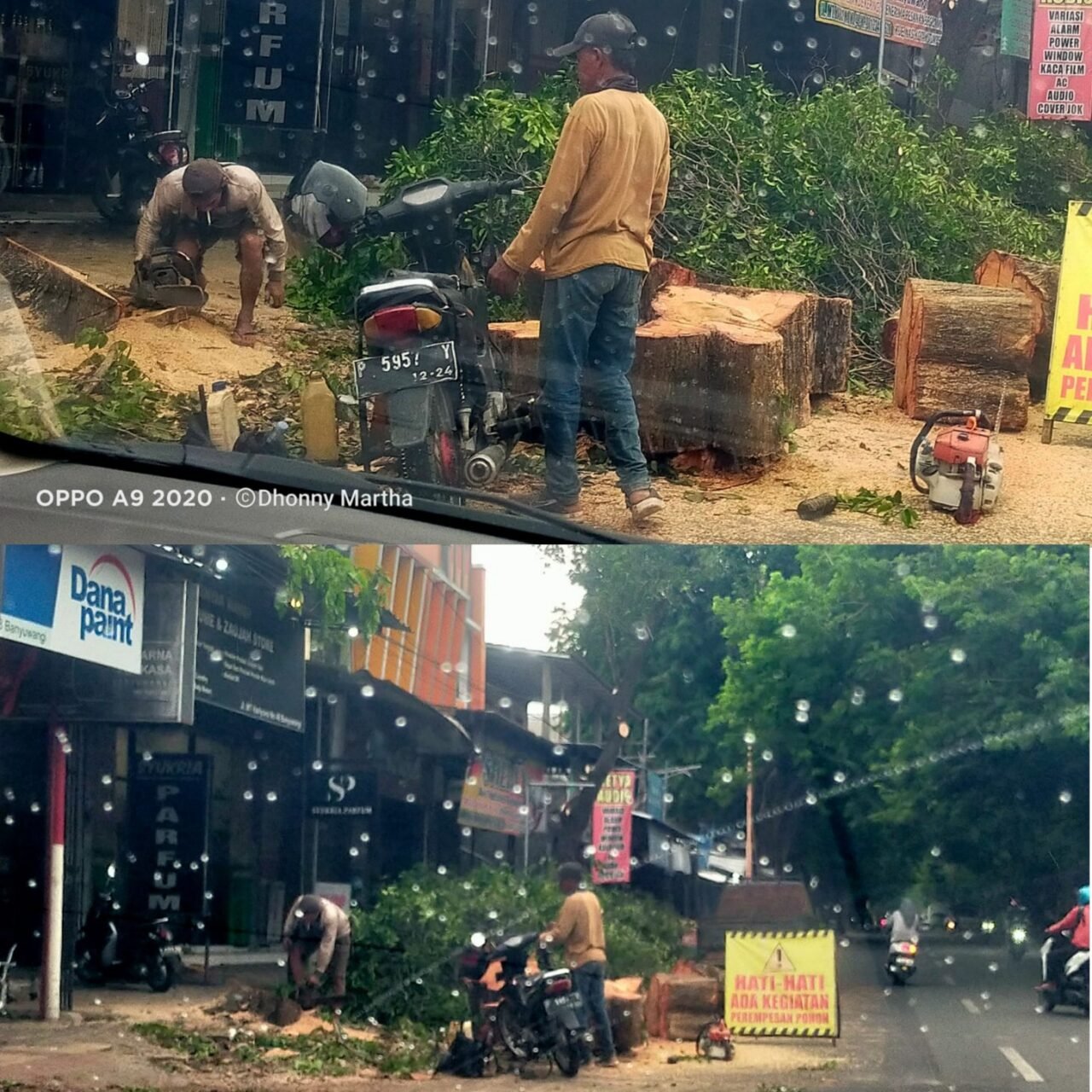 Diduga Langgar Aturan Lingkungan, Penebangan Pohon Perindang di MT Haryono Banyuwangi Dipertanyakan.