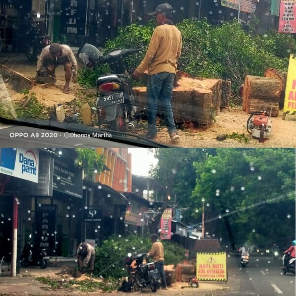 Diduga Langgar Aturan Lingkungan, Penebangan Pohon Perindang di MT Haryono Banyuwangi Dipertanyakan.