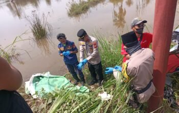 Kapolsek Rambutan Turun Langsung Terkait Ditemukannya Mayat Pria di Persawahan Sungai Pinang,