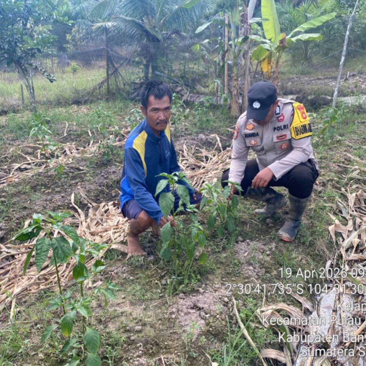 Bhabinkamtibmas Polsek Pulau Rimau Gerakkan Masyarakat Dukung Program Swasembada Pangan Nasional