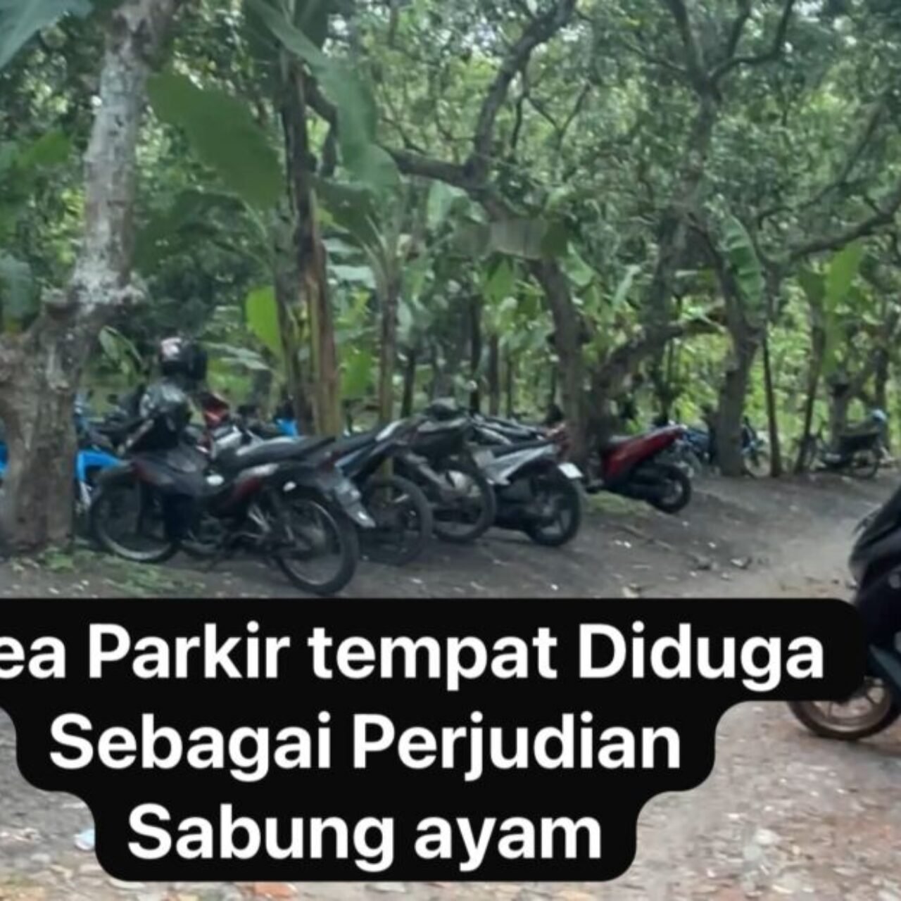 Jombang Kota Santri Diguncang Judi Sabung Ayam!!! Warga Desak “APH Jangan Tutup Mata”
