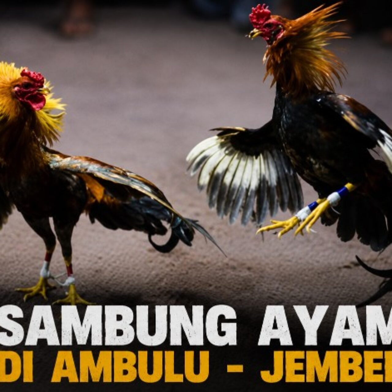 Dugaan Arena Sabung Ayam Kembali Beroperasi di Ambulu Jember, Ketegasan Aparat Dipertanyakan